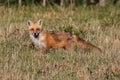 Red Fox