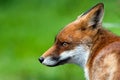 Red Fox Royalty Free Stock Photo