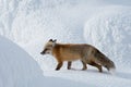 Red Fox Royalty Free Stock Photo