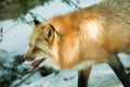 Red Fox Royalty Free Stock Photo