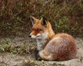 Red fox Royalty Free Stock Photo