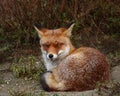 Red fox Royalty Free Stock Photo