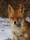 Red fox