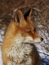 Red fox