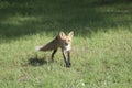 Red Fox