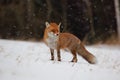 Red fox Royalty Free Stock Photo