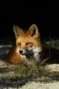 Red Fox Portrait Close Up Royalty Free Stock Photo