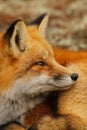 Red Fox Portrait Close Up Royalty Free Stock Photo