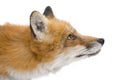 Red fox (4 years)- Vulpes vulpes Royalty Free Stock Photo