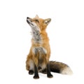 Red fox (4 years)- Vulpes vulpes