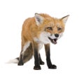 Red fox (4 years)- Vulpes vulpes Royalty Free Stock Photo