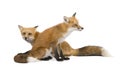 Red fox (4 years)- Vulpes vulpes Royalty Free Stock Photo