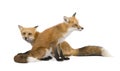 Red fox (4 years)- Vulpes vulpes