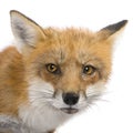 Red fox (4 years)- Vulpes vulpes