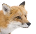 Red fox (4 years)- Vulpes vulpes Royalty Free Stock Photo