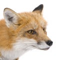 Red fox (4 years)- Vulpes vulpes Royalty Free Stock Photo