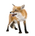 Red fox (4 years)- Vulpes vulpes Royalty Free Stock Photo