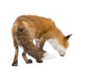 Red fox (4 years)- Vulpes vulpes