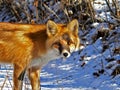 Red Fox 5 Royalty Free Stock Photo