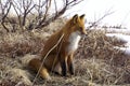 Red fox Royalty Free Stock Photo