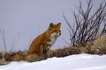Red fox Royalty Free Stock Photo