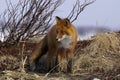 Red fox Royalty Free Stock Photo