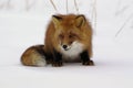 Red fox Royalty Free Stock Photo