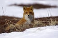 Red fox Royalty Free Stock Photo