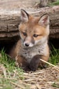 Red Fox