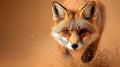 Red fox in action Royalty Free Stock Photo