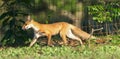 Red fox adult out hunting for its babies Royalty Free Stock Photo