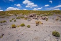 Red fox in Altiplano desert, sud Lipez reserva, Bolivia Royalty Free Stock Photo