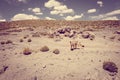 Red fox in Altiplano desert, sud Lipez reserva, Bolivia Royalty Free Stock Photo