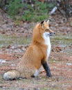 Fox stock photos. Image. Picture. Portrait. Close-up profile side view. Red fox in forest sitting and looking to the right Royalty Free Stock Photo