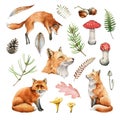 Red fox animal nature set. Watercolor illustration. Wild cute posing fox and forest herbs collection. Wildlife furry Royalty Free Stock Photo