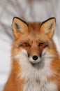 Red Fox Animal Photo.  Fox Red Fox anima head closeup profile view portrait in the winter season. Red Fox head close-up profile Royalty Free Stock Photo