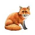 Red fox animal. Watercolor illustration. Wild cute fox sitting. Wildlife furry animal with red fur and black paws