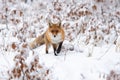 Red fox approaching on white glade in winter nature