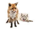 Red Fox and Arctic Fox isolated on white Royalty Free Stock Photo