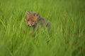 Red fox baby crawls in the grass