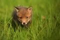 Red fox baby crawls in the grass