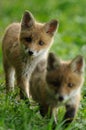 Red Fox Babys Royalty Free Stock Photo