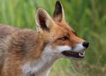 Red Fox Baring Teeth Royalty Free Stock Photo