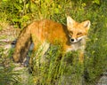 Red Fox Stock Photo and Image. Basking in the late evening sun light in its environment and habitat surrounding with a foliage Royalty Free Stock Photo