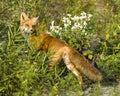 Red Fox Stock Photo and Image. Basking in the last rays of the setting evening sun in its environment and habitat surrounding with Royalty Free Stock Photo