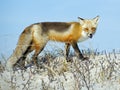 Red Fox on Beach Royalty Free Stock Photo