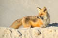 Red Fox on Beach Royalty Free Stock Photo