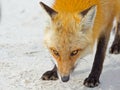 Red Fox on Beach Royalty Free Stock Photo