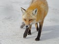 Red Fox on Beach Royalty Free Stock Photo