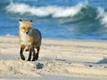 Red Fox on Beach Royalty Free Stock Photo